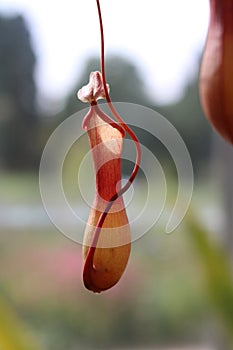 Vertical image of nepenthes or carnivorous pitcher plant against soft background