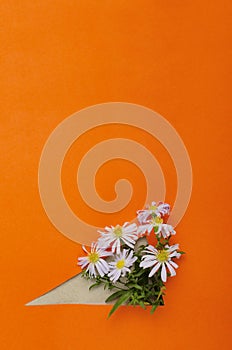 Vertical image.New York asters on the bright orange background.Empty space