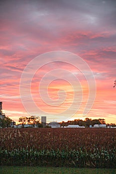 Vertical image of a orange and pink sunrise over a field of milo