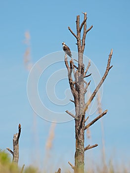 Osprey perched on tree limb