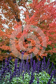 Vertical image of purple salvia in front of red orange fall tree