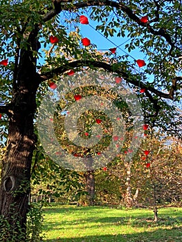 Vertical image of red lanterns suspended from trees in Kew Gardens on a sunny day in autumn