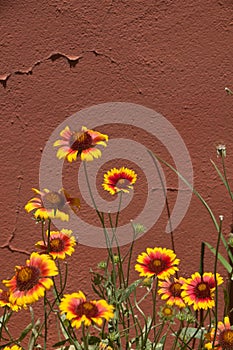 Vertical Indian blanket wildflowers againstadobe wall, Mesilla. NM photo