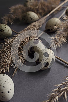 Vertical image.Small quail eggs and decorative reeds