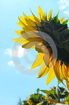 Vertical image of sunflower over blue sky background. Abstract colorful nature background.