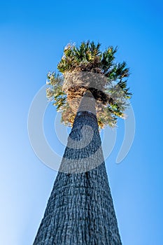Vertical image of tall palm tree. photo