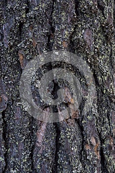 Texture and background of bark of a mighty pine trunk