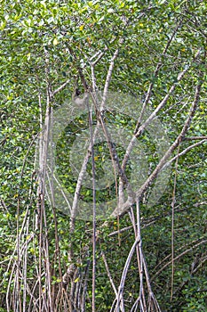 Vertical Image Three Toed Sloth Hanging in Jungle Trees