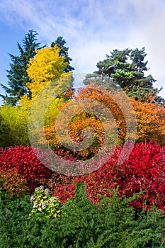 Vertical image trees in bright colors of fall autumn foliage,