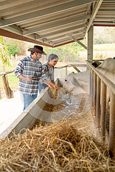 Vertical image of two Asian man and woman farmer help to feed and check health of cows in stable with day light in their farm