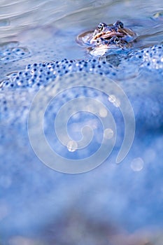 Vertical image of two mating frogs in water surrounded by frog eggs