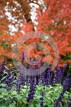 Vertical image up close of purple salvia in front of orange fall tree