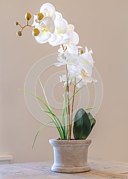 Vertical Indoor potted orchid with beautiful white flowers on a wooden side table