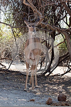 Vertical kudu female