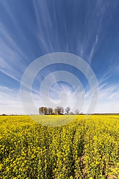 Vertical landscape of field of beautiful golden flower of rapeseed with blue sky, canola colza in Latin Brassica napus with rural