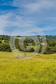 A vertical landscape of the green hills and oak forest in the middle ground