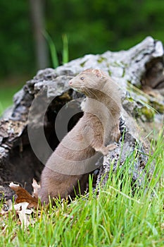 Vertical landscape of mink