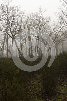 Vertical landscape of misty oak forest with fog on a cloudy morning