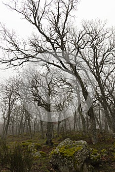 Vertical landscape of misty oak forest with fog on a cloudy morning