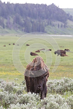 Vertical landscape picture of young bull buffalo