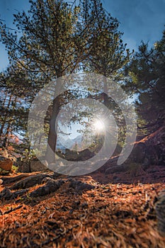 Vertical landscape with sunshine among the trees in the mountains