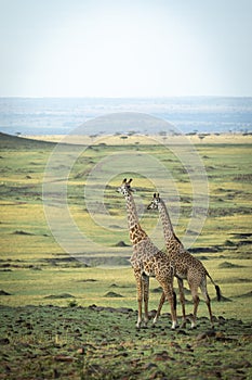 Vertical landscape of two male giraffe standing and watching the plains of Masai Mara in Kenya