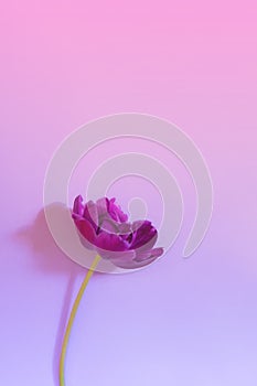 Vertical layout with single violet blooming opened tulip flower