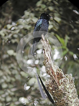 Vertical of a Lesser Racket-tailed Drongo, Dicrurus remifer, on perch