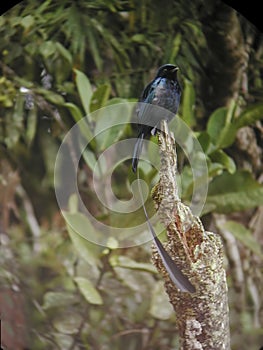 Vertical of a Lesser Racket-tailed Drongo, Dicrurus remifer, perched