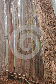 Vertical lines and trees in a foggy wood