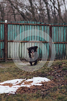 Vertical of a long-haired Chihuahua (Canis lupus familiaris) happily running toward the camera