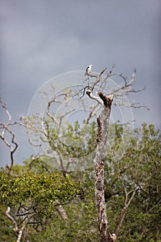 Vertical low-angle of a black-shouldered kite on top of a dead tree cloudy gloomy sky background