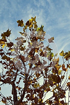 Vertical low angle closeup shot of a tree with yellow leaves in autumn under the bright sunny sky