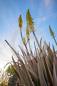 Vertical low angle field shot of yellow Aloe Vera flowers in spring