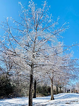 Vertical low angle of naked tree branches covered in frost captured in a snow-covered park in winter
