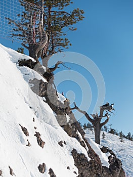 Vertical low angle shoot of trees growing on the rocks of the mountain covered with snow