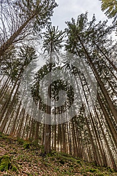 Vertical low angle shot of a beautiful autumn forest in Baden-Wurtemberg, Germany