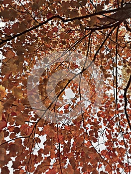 Vertical low angle shot of a beautiful tree with autumn leaves under the clear sky