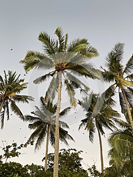 Vertical low angle shot of coconut trees with a flock of birds flying over them