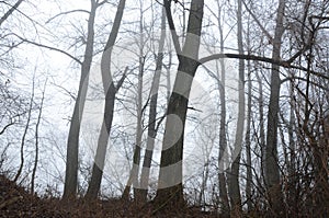 Vertical low angle shot of a creepy, scary and foggy forest with giant trees