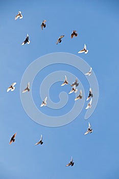 Vertical low angle shot of a flock of birds flying in the clear blue sky on a sunny day