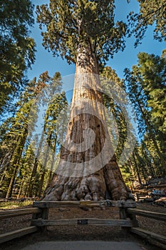 Vertical low angle shot of the giant trees in the middle of Sequoia National Park, California, USA