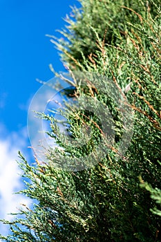 Vertical low angle shot of Pinetree leaves with a cloudy blue sky