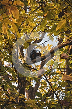 Vertical low angle shot of a squirrel on the branch of a green tree