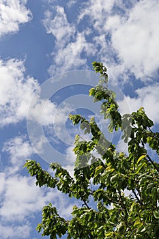 Vertical low angle shot of the top branches of a tree under the cloudy sky