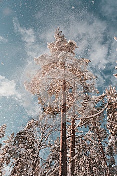 Vertical low angle shot of trees against the cloudy sky during snowfall