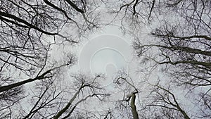 Vertical low-angle shot of withered branches, dark sky, rotating lens, woods in Rotterdam Park in winter