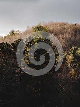 Vertical of a lush tree against a hill of dried plants in Hendersonville, NC