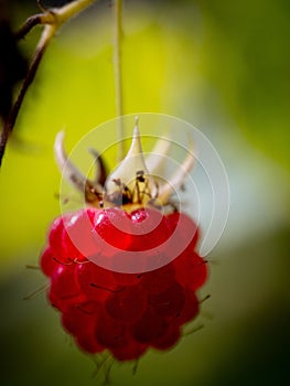 Vertical macro of an appetizing red raspberry polana, rubus idaeus against a blurred background