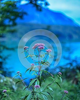 Vertical macro of eupatorium flowers over a background of mountains